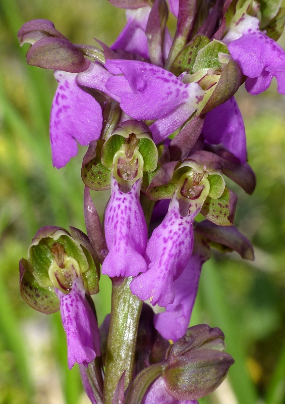 Il posto delle Orchis spitzelii (e non solo...)